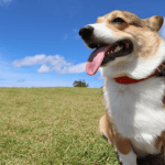 水戸偕楽園周辺で犬と一緒に散歩出来る場所とペット可のお店をご紹介