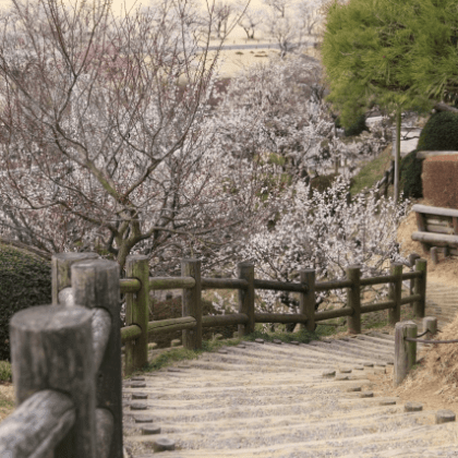 偕楽園の梅まつり期間中の所要時間を通常の観光と比べた実際のところ